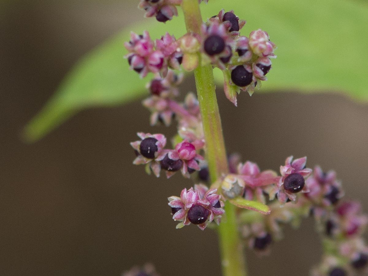 Chenopodium polyspermum